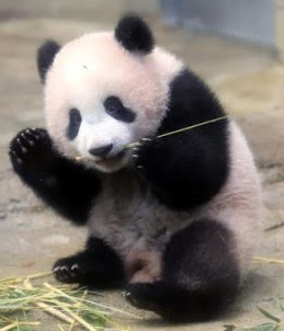 panda